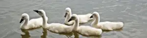 Výchova Dětí 4 Roky